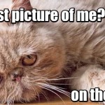 Interesting elsewhere: predictions, reactions and the case for LOLcats on your #intranet